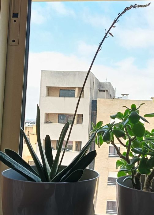 Gasteria “Little Warty” – Suculenta compacta e resistente