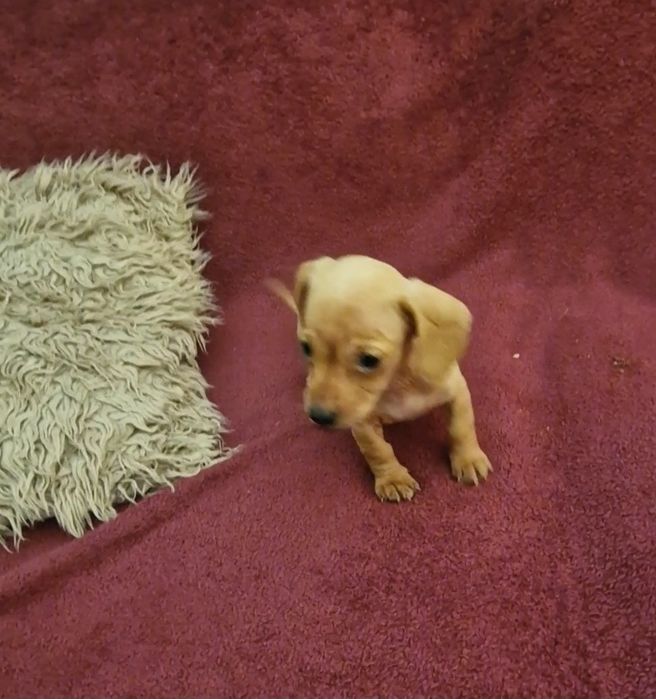 Femea Teckel Miniaturinha