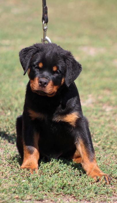 Цуценята ротвейлера