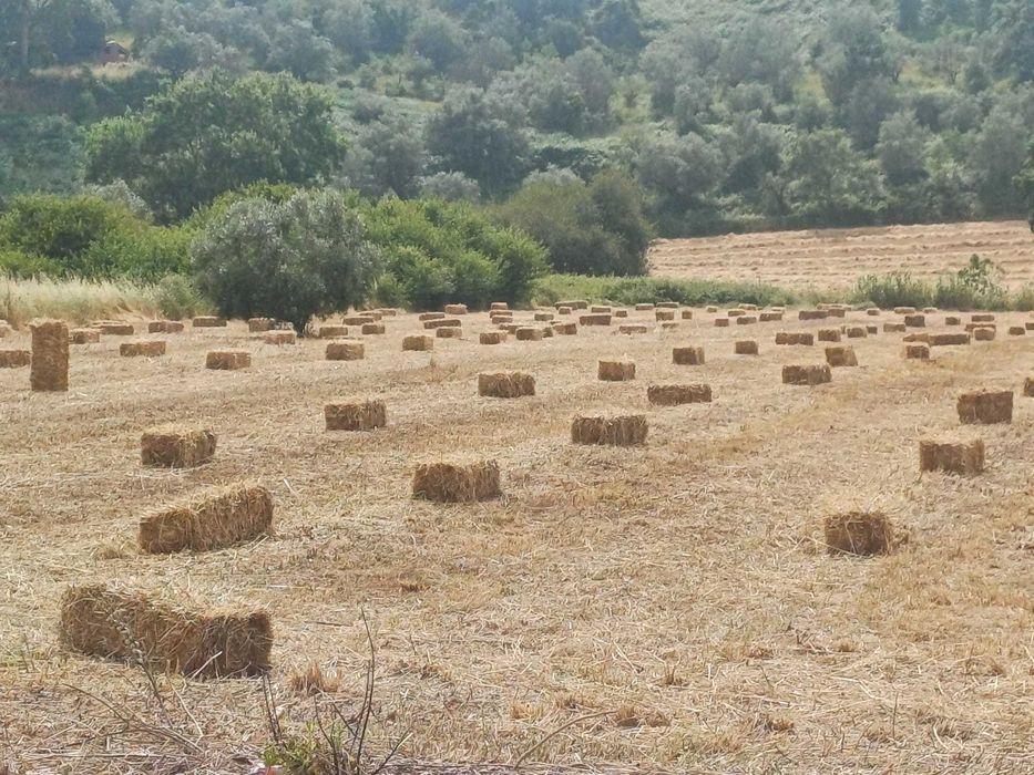 FENO 2025 de Qualidade – Ideal para Gado, Cavalos e Ovinos