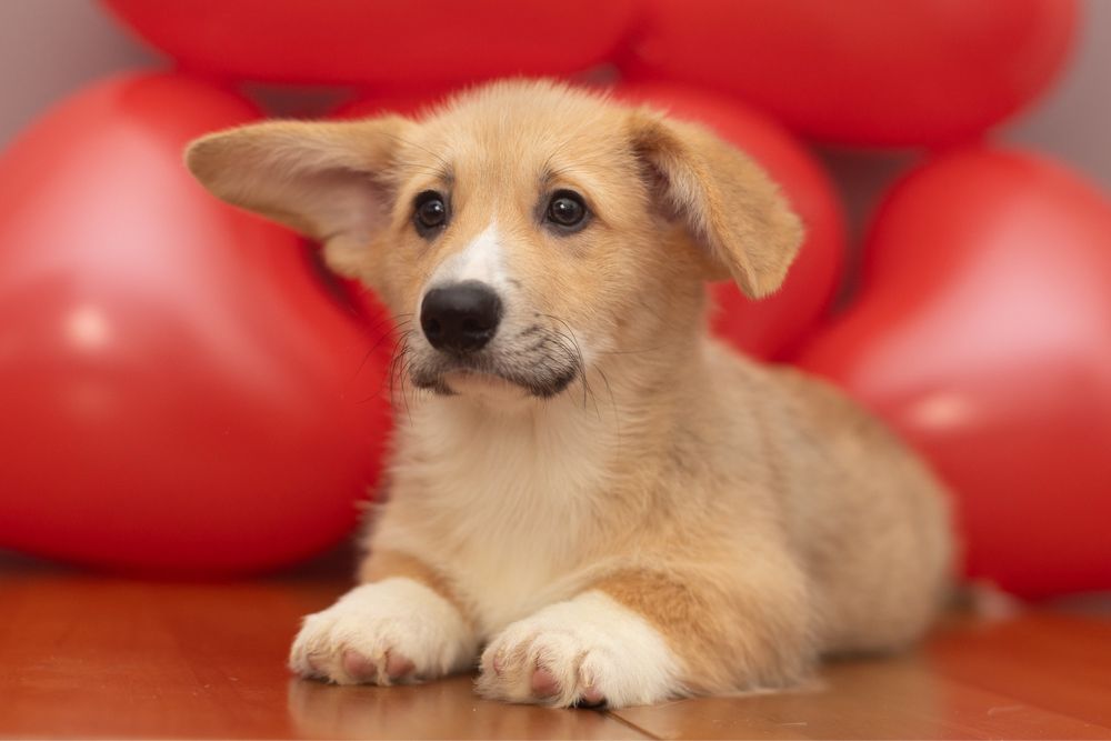 Хлопчик вельш коргі пемброк