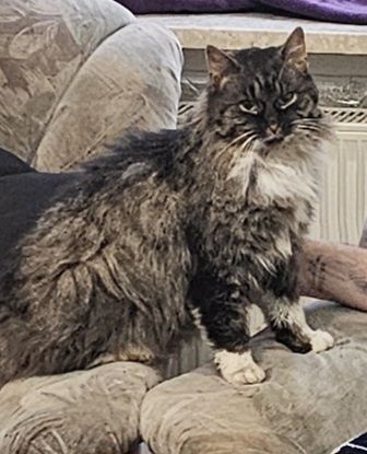 Kto zgubił kota,czeka na swego pana,marnuje się Robisze  dzikie