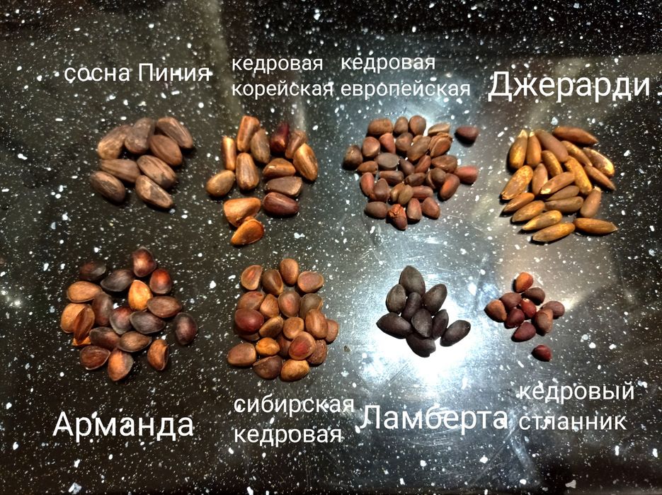 Сіянцы  Кедр сибірский,Джерарда, Арманди,Стелюх