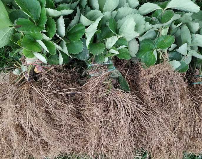 75szt SENGA SENGANA sadzonki truskawek ZENGA