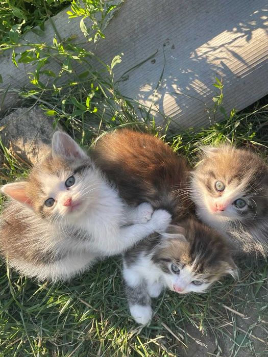 дарую котика, два місяці