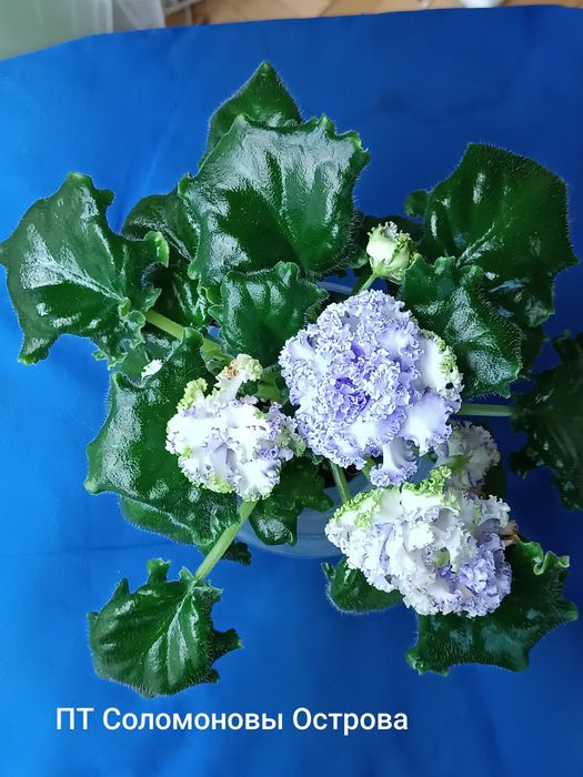 Пропоную свіжо зрізані листочки сортових фіалок з фото та інші сорти.