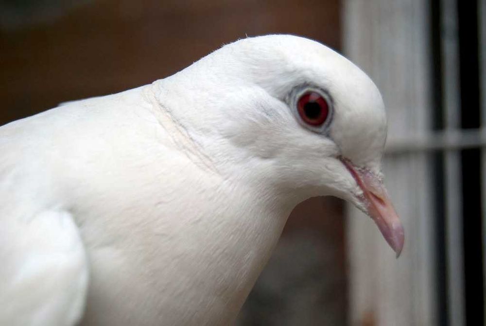 Rolas Dométicas Turcas India - Aves lindas