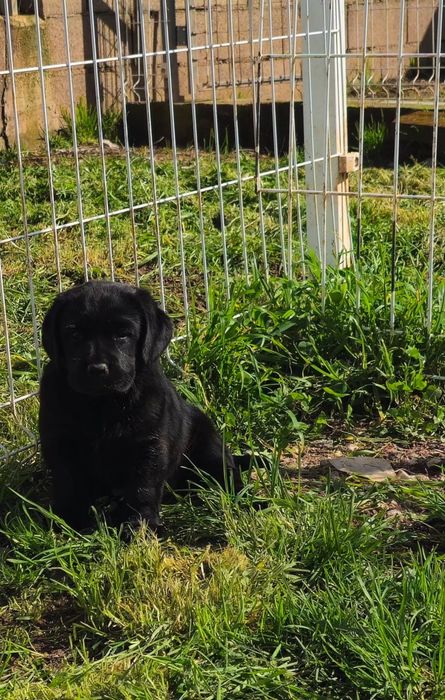 Labrador retriever com pedigree