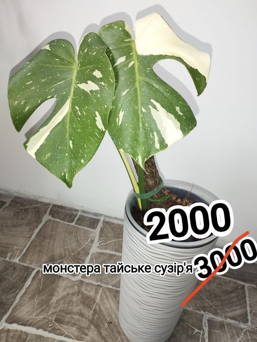 Монстера тайське сузір'я