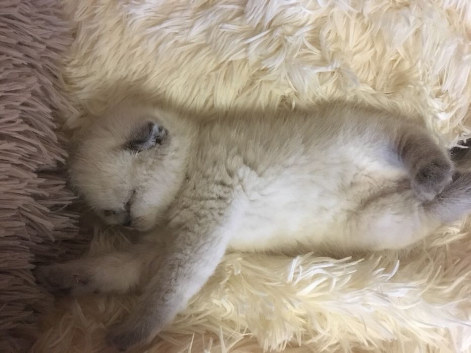 Шотландский вислоухий котик Вязка кота для вязки