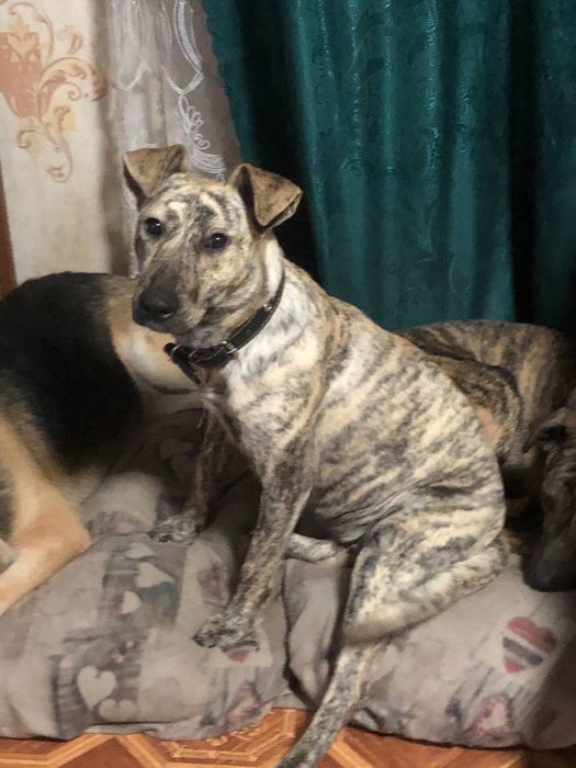 Отдам даром в добрые руки собаку породы Стаффордширский терьер