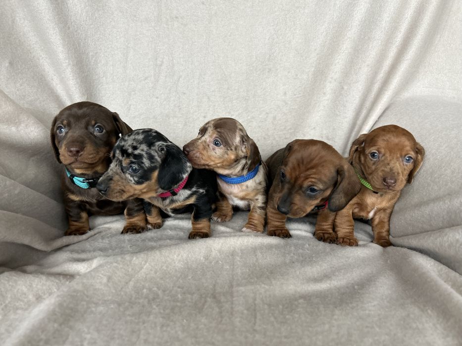 Jamnik Miniaturowy Krótkowłosy