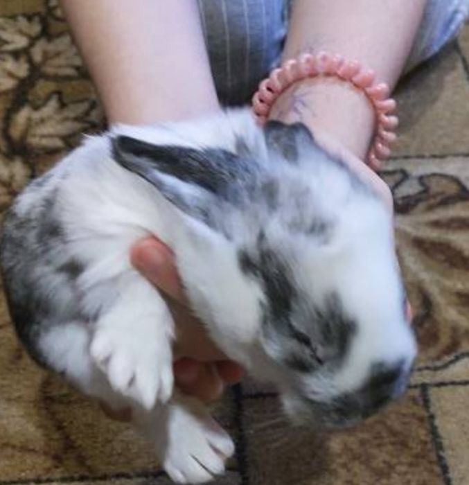 Продам малышей кролей Великанов.