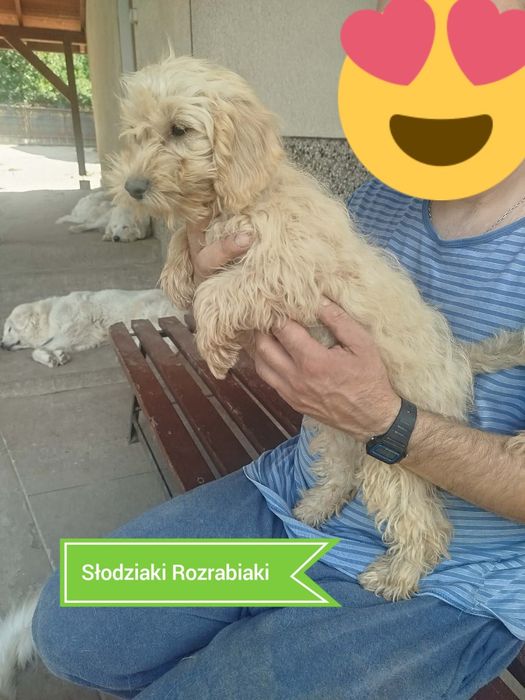 Goldendoodle f1b