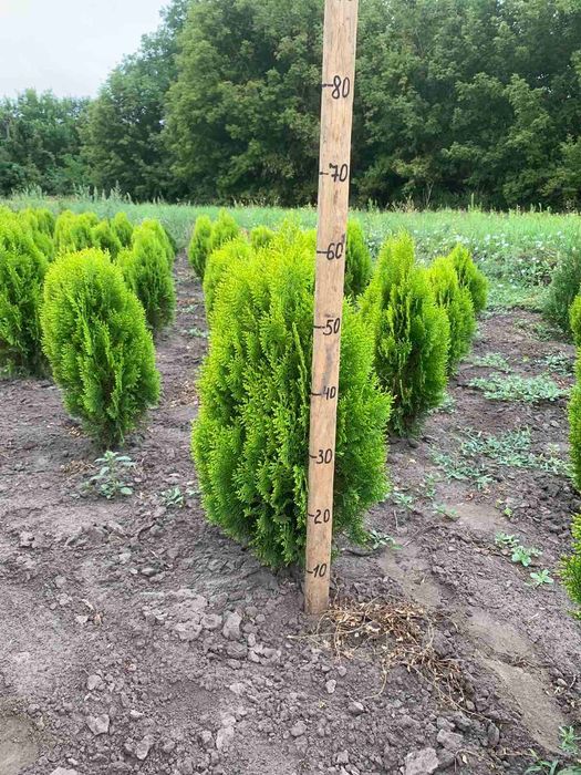 Декоративні хвойні рослини