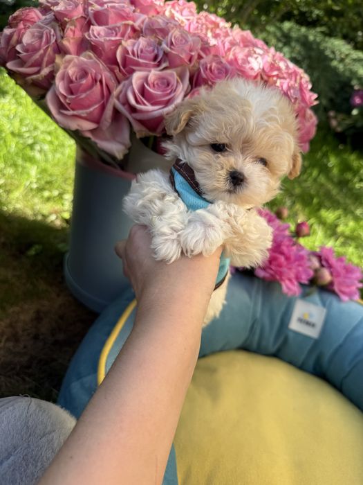 Маленькі міні дітки мальтипу