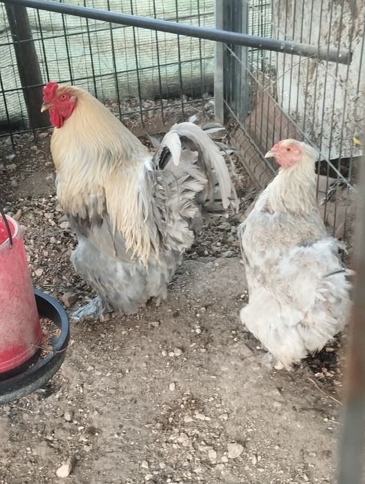 Casal Brahma Isabela