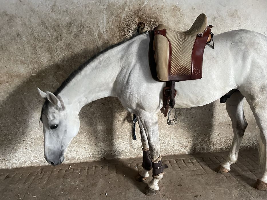 Vendo cavalo luso  árabe