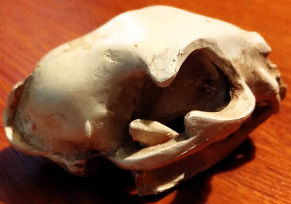 Caveira Gato Cranio Skull Gesso