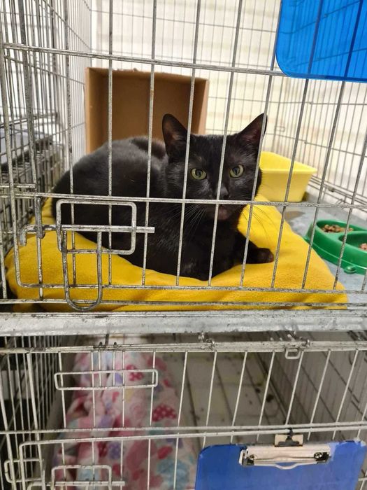 Figiel to kot wyjątkowy – kochany, spragniony czułości i DOMU!