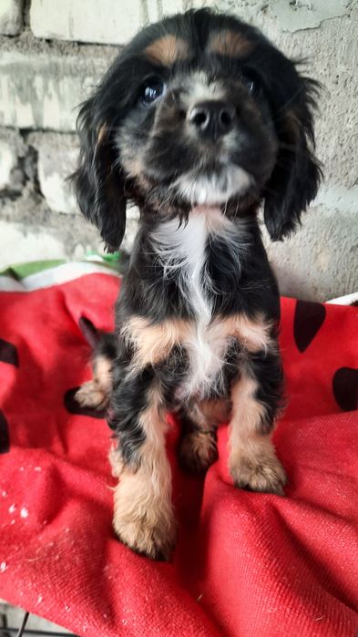 Щенок английского спаниеля