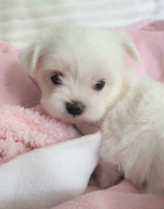 Suczka Maltańczyk z rodowodem, piękna *mini* do 2kg. Częstochowa