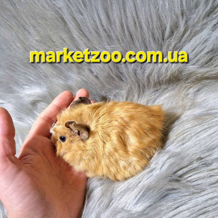 Ваш ідеальний вихованець вже чекає на вас!