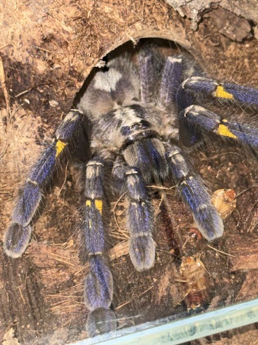 Poecilotheria metallica + terarium