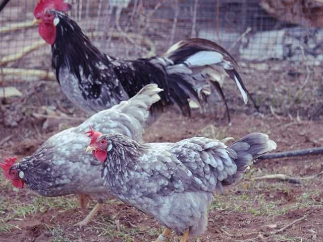 Інкубаційне яйце.(Курчата) Леггорн – синя, куріпчаста, мармурова.
