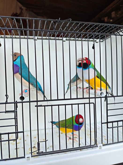 Diamantes de Gould