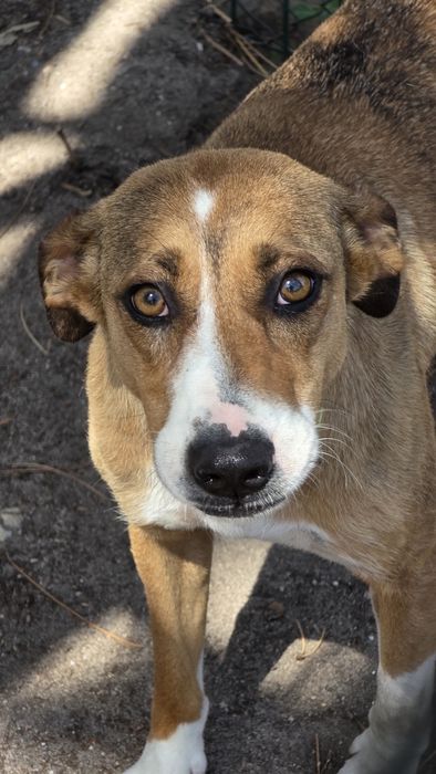 Cadela esterilizada com quase 2 anos dá-se