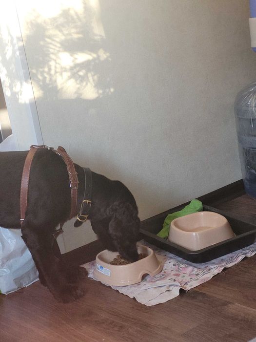 Кокер спаніель, вязка, кобель