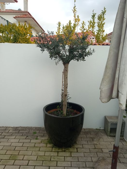 Oliveira de jardim com vaso
