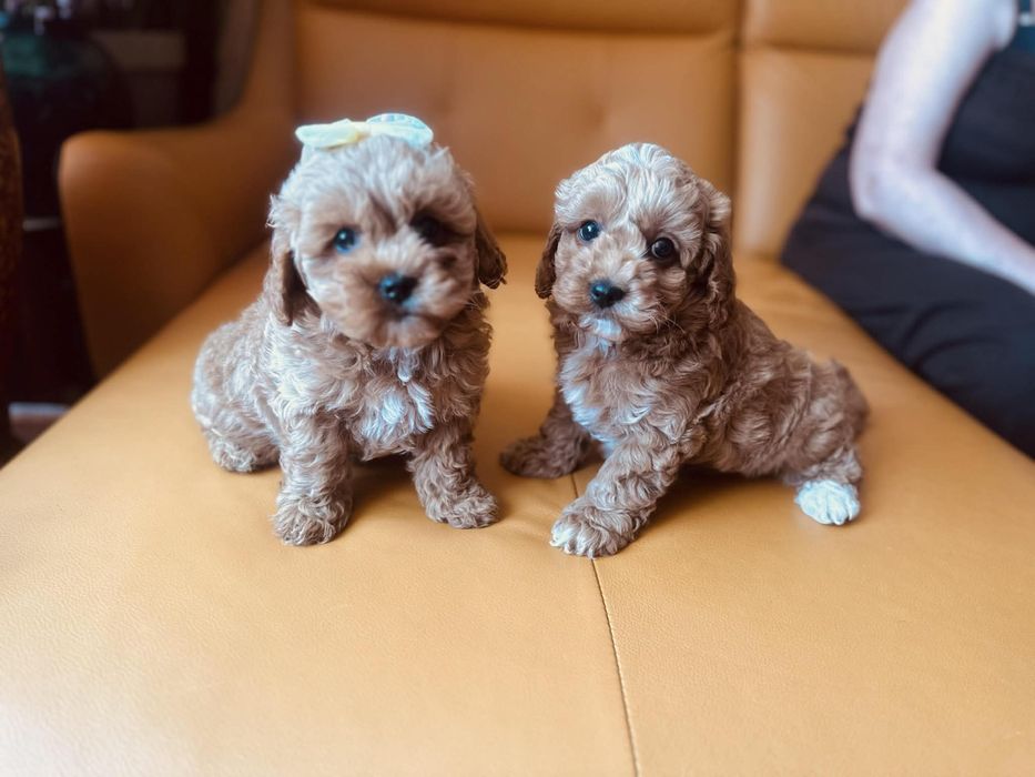 Maltipoo- z Certyfikatem F1