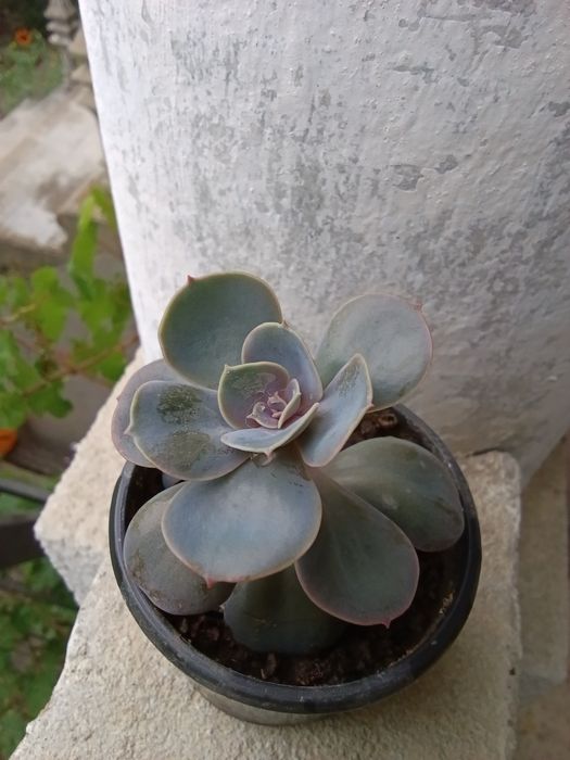 Ехеверія Succulent Echeveria Lila China