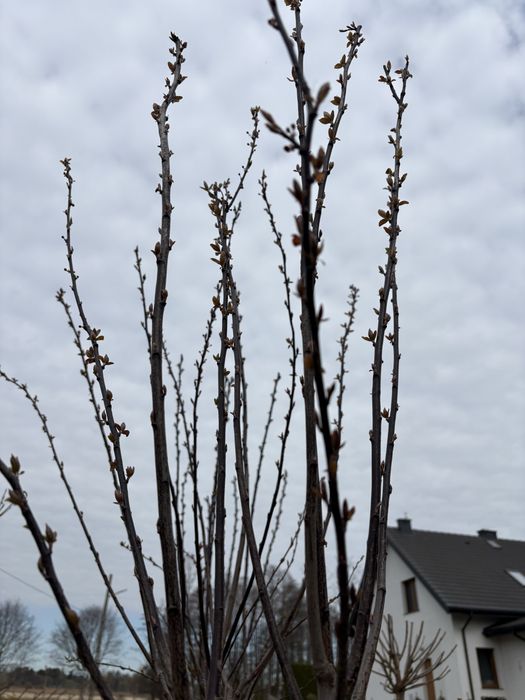 Śliwa wiśniowa (Prunus cerasifera pissardii)
