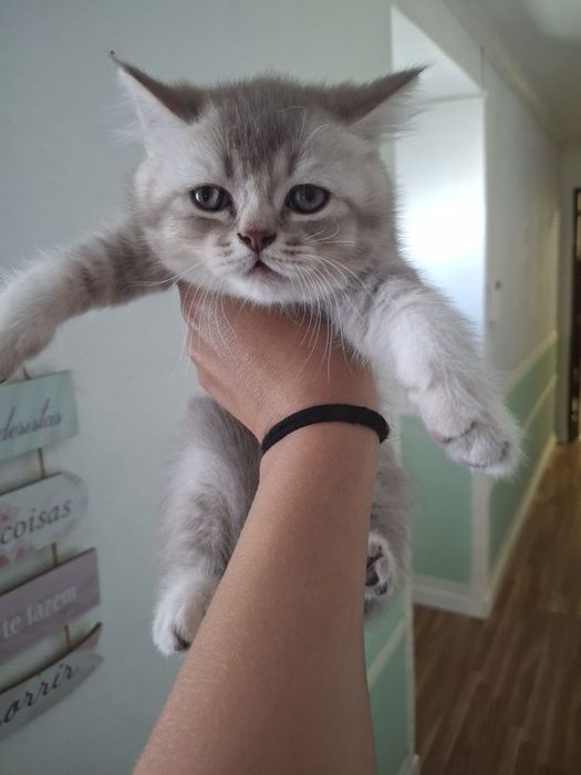 Scottish Fold blue e golden