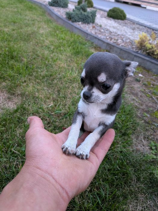 Suczka Chihuahua -XXS