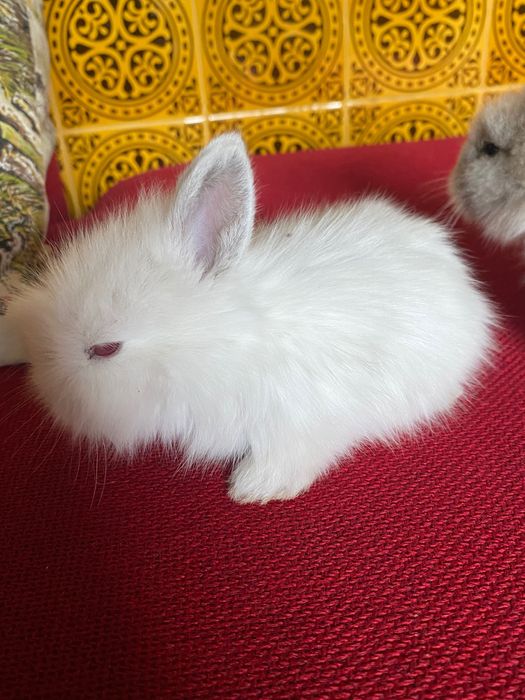 Coelhinhos anões de estimação