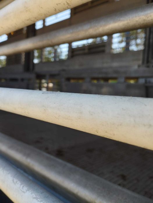 Scania transporte de animais vivos