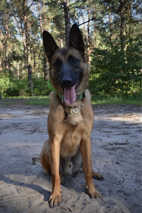 Бельгійська вівчарка