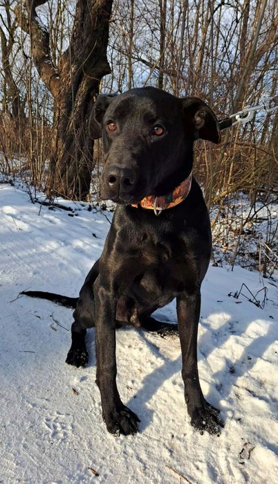 Duży i łagodny pies czeka na nowy dom