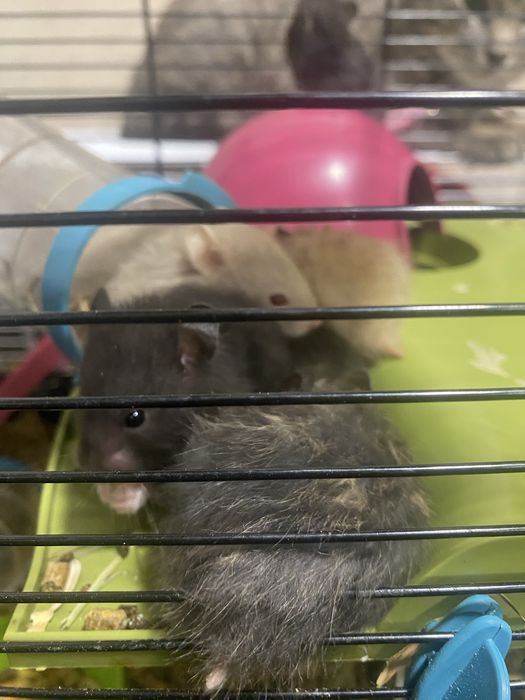 Vendo gaiola com 14 hamsters