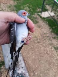 Rolas Diamante para ceder