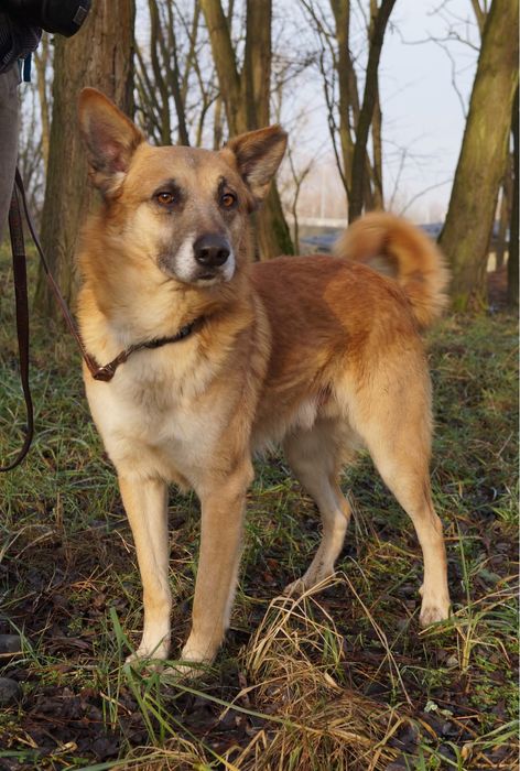 Lisek Fito szuka swojego miejsca na ziemi!