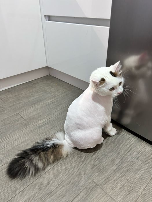 Грумінг для котиків, стрижка кота на виїзд, тиха машинка
