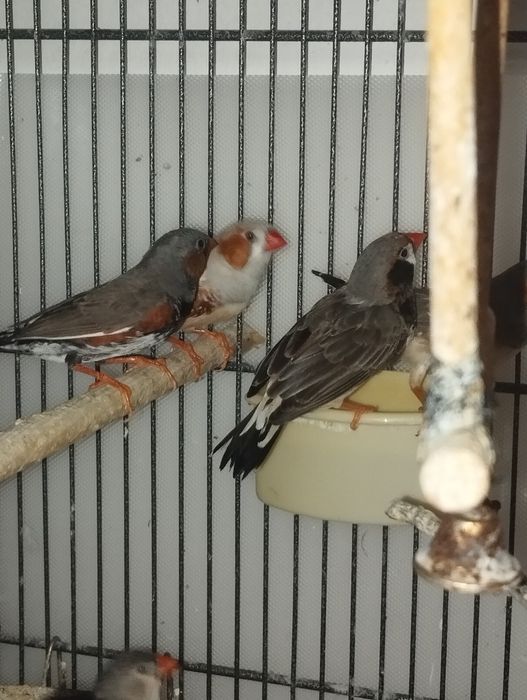 Zeberki- kolorowe samce