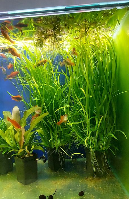 Strzałka skrzydlasta - Sagittaria Subulata - roślina akwariowa.