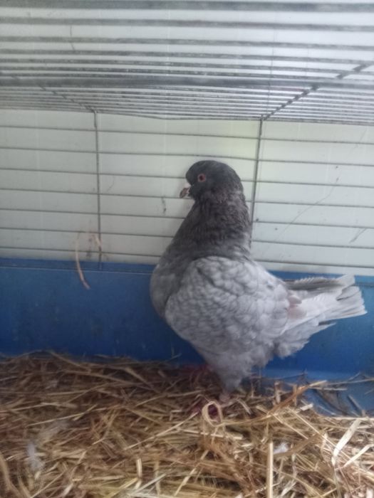 Gołębie King samce