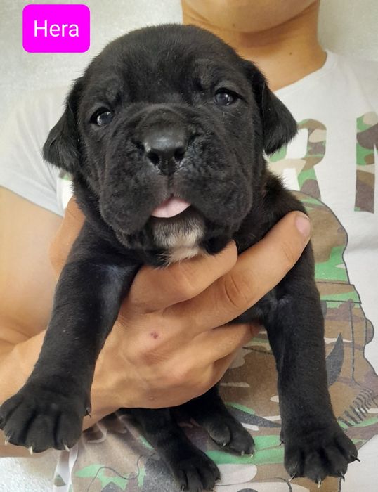 Cane Corso Szczeniak
